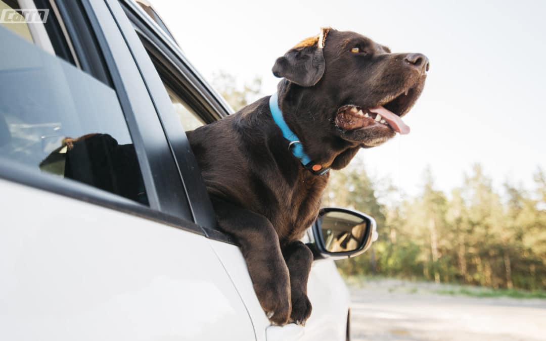 Como transportar animais no carro com segurança