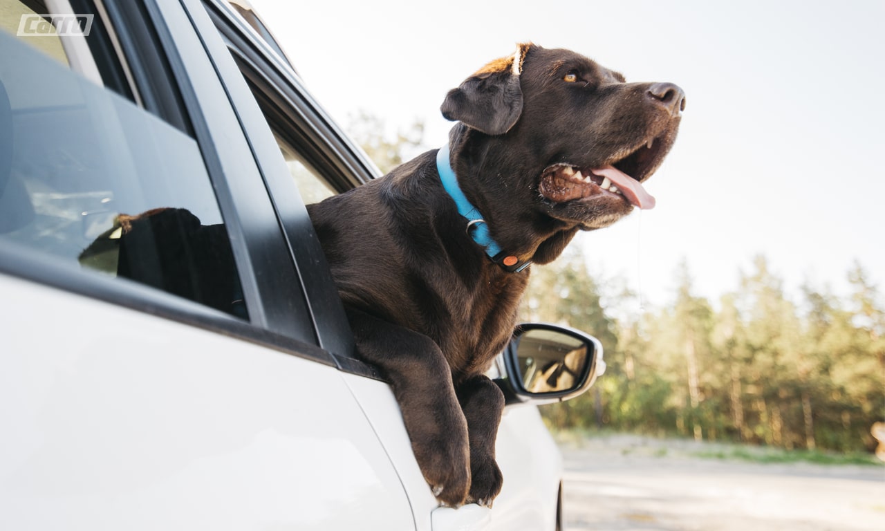 Transporte de animais pets no carro